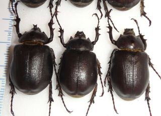 6 Megasoma punctulatus punctulatum Arizona 24K Rhino Beetles Deal 3