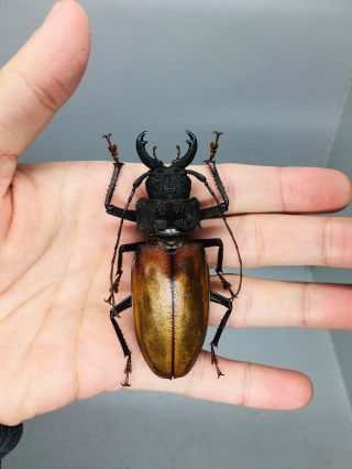 Hisarai Seripierriae From Peru 82mm Cerambycidae