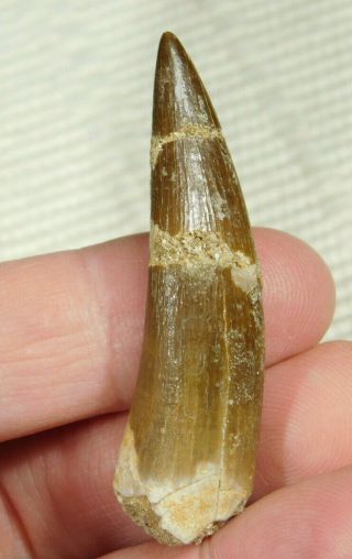 A 100 Natural S.  Maroccanus Spinosaurus Tooth Fossil From Morocco 10.  0gr