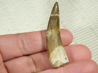 A 100 Natural S.  Maroccanus SPINOSAURUS TOOTH Fossil From Morocco 10.  0gr 2