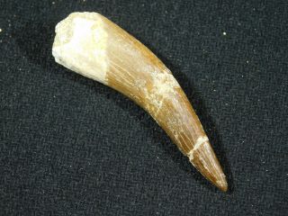 A 100 Natural S.  Maroccanus SPINOSAURUS TOOTH Fossil From Morocco 10.  0gr 3