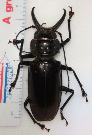Prioninae Stenodontes Exsertus 80mm Dominican Republic 25u Beetle Titanus