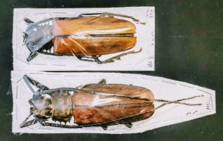 Cerambycidae Callipogon Armillatus 110mm,  100mm (m,  F) A1 From Peru - Massive Size