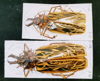 Cerambycidae Macrodontia Cervicornis 85 - 110mm A1 From Peru - 2 Females