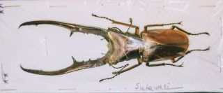 Cyclommatus Metalifer 90mm A1 Xxxxl From Sulawesi - Xxxl Rare Size For Location