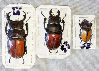 Beetle - Odontolabis Cypri 2 Males,  1 Female From N.  Borneo And Sabah