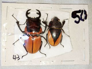 Beetle - Odontolabis Sommeri Lowei Pair From Sabah
