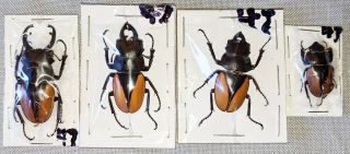 Beetle - Odontolabis Micros 3 Males And 1 Female From Celebes
