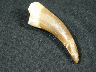 A 100 Natural S.  Maroccanus Spinosaurus Tooth Fossil From Morocco 10.  4gr