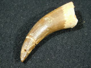 A 100 Natural S.  Maroccanus SPINOSAURUS TOOTH Fossil From Morocco 10.  4gr 2