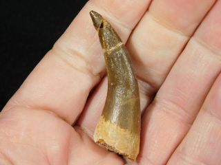 A 100 Natural S.  Maroccanus SPINOSAURUS TOOTH Fossil From Morocco 10.  4gr 3