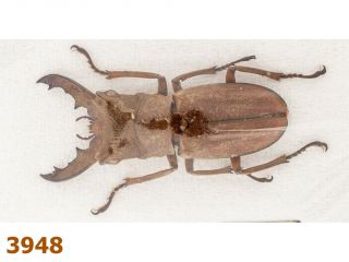 Lucanidae: Cyclommatus Vanrooni A1,  28 Mm,  1 Pc