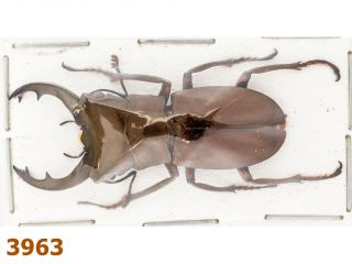 Lucanidae: Cyclommatus Sp.  A1,  34 Mm,  1 Pc