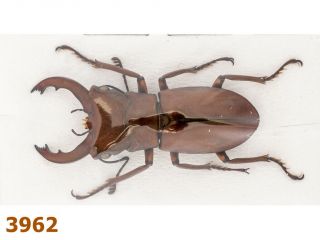 Lucanidae: Cyclommatus Sp.  A1,  33 Mm,  1 Pc