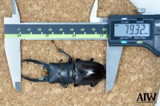 Lucanidae:hexarthrius Davisoni 79mm From Nirgilis Plateau,  India
