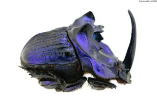 Coprophanaeus Lancifer,  Big,  Blue