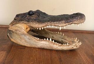 Vintage 9.  5 " Real Alligator/gator Head Skull Taxidermy Real Teeth & Glass Eyes