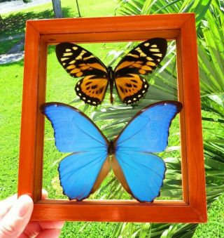 2 Real Framed Butterfly Blue Morpho Didius & Big Tiger Papilio Zagregus