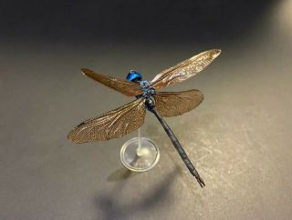 Rare Yujin Kaiyodo Anaciaeschna Martini Dragonfly Bug Insect Pvc Figure Model