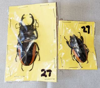 Beetle - Odontolabis Stevensi Limbata Pair,  Male 71mm,  - From Sulawesi