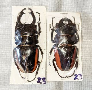 Beetle - Odontolabis Stevensi Limbata 2 Males 77 And 62mm,  - From Sulawesi