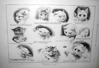 Cats By Louis Wain,  11 Sketches A Tyro Scientist At The Cat Show; 1889 Rare