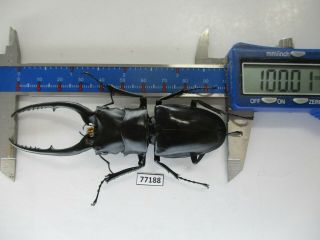 77188 Lucanidae: Prosopocoilus Confucius.  Vietnam North.  100mm?