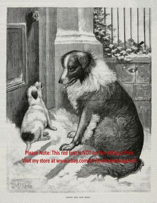 Dog Border Collie Guides Lost Jack Russell Terrier Home,  1890s Antique Print