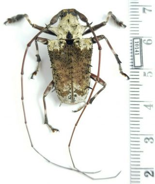 Cerambycidae Polyrhaphis spinosa Peru 3