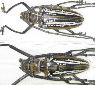 Cerambycidae Batocera Wallacei Pair A1 Male 82mm (jayapura,  West Papua) Xxl