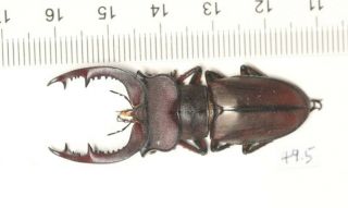 Lucanidae Lucanus Sp.  49.  5mm Fujian