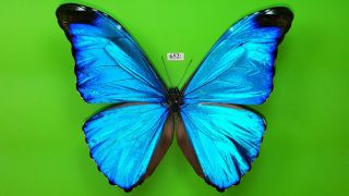 Morphidae Morpho Absoloni Male From Peru Mounted 652