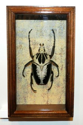 Goliathus Regius Male.  Real Bugs In Frame Wood
