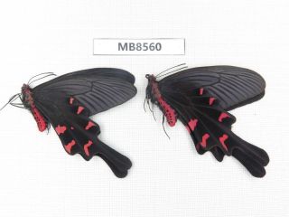 Butterfly.  Byasa Mencius Ssp.  S Of Henan,  Xinyang.  2m.  Mb8560.