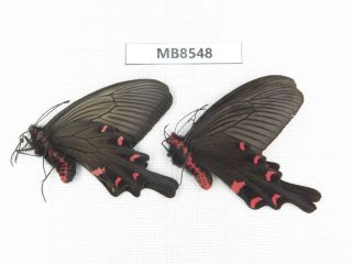 Butterfly.  Byasa Mencius Ssp.  S Of Henan,  Xinyang.  1p.  Mb8548.
