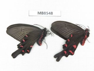 Butterfly.  Byasa mencius ssp.  S of Henan,  Xinyang.  1P.  MB8548. 2