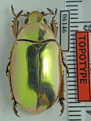 Scarabaeidae,  Rutelinae Chrysina Kalinini Sp.  N.  2019 Panama Topotype Pinkish
