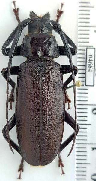 Cerambycidae Anomophysis Katoi S Vietnam