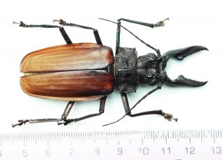 Cerambycidae 252 Macrodontia Crenata 8.  2cm Loreto Region - Dec 2020