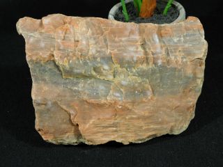 Light RED Hues on This 225 Million Year Old Petrified Wood Fossil Utah 1070gr 2