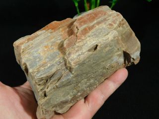 Light RED Hues on This 225 Million Year Old Petrified Wood Fossil Utah 1070gr 3
