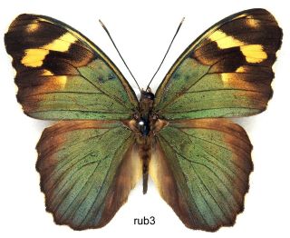 Butterfly - 1 X Mounted Scarce Male Euphaedra Rubocostata (good A1 -)