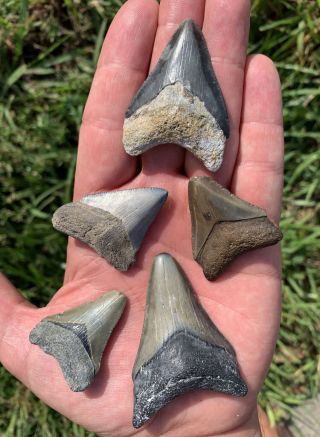 7 Bone Valley Megalodon Shark Teeth - Real Fossil
