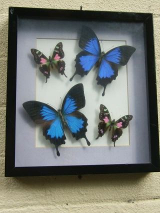 Australian Butterfly Blue Insect Taxidermy Real Qld Papilio Ulysses Framed Gift