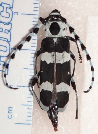 Cerambycidae Rosalia Funebris 27.  4mm Female Id Cb - 63 Longhorn Beetle Insect