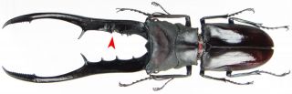 Insect - Lucanidae Cyclommatus Metallifer Finae - Peleng - Black 92mm.