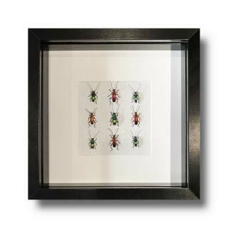 Red & Blue Bug Beetle Decor Real Framed Insect Art