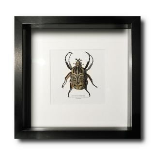 Golith Beetle Big Bug Goliathus Albosignatus Kirkianus Real Framed Insect Art