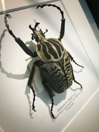 Golith Beetle Big Bug Goliathus albosignatus kirkianus Real Framed Insect Art 3