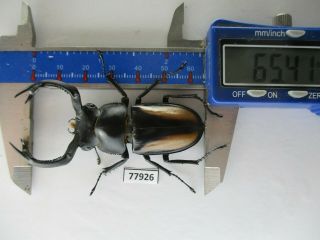 77926 Lucanidae: Rhaetulus crenatus.  Vietnam North.  65mm 2